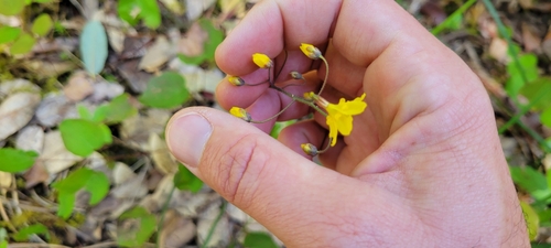 Image of Vancouveria chrysantha by no rights reserved