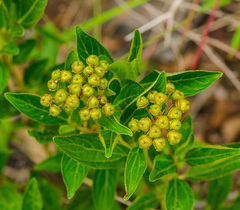 Ceanothus americanus