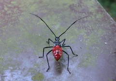 Paradasynus spinosus
