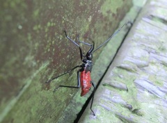 Paradasynus spinosus