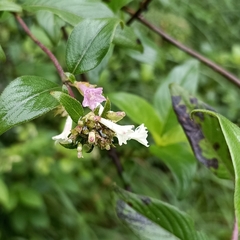 Leptodermis lanceolata