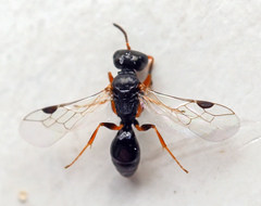 Spilomena