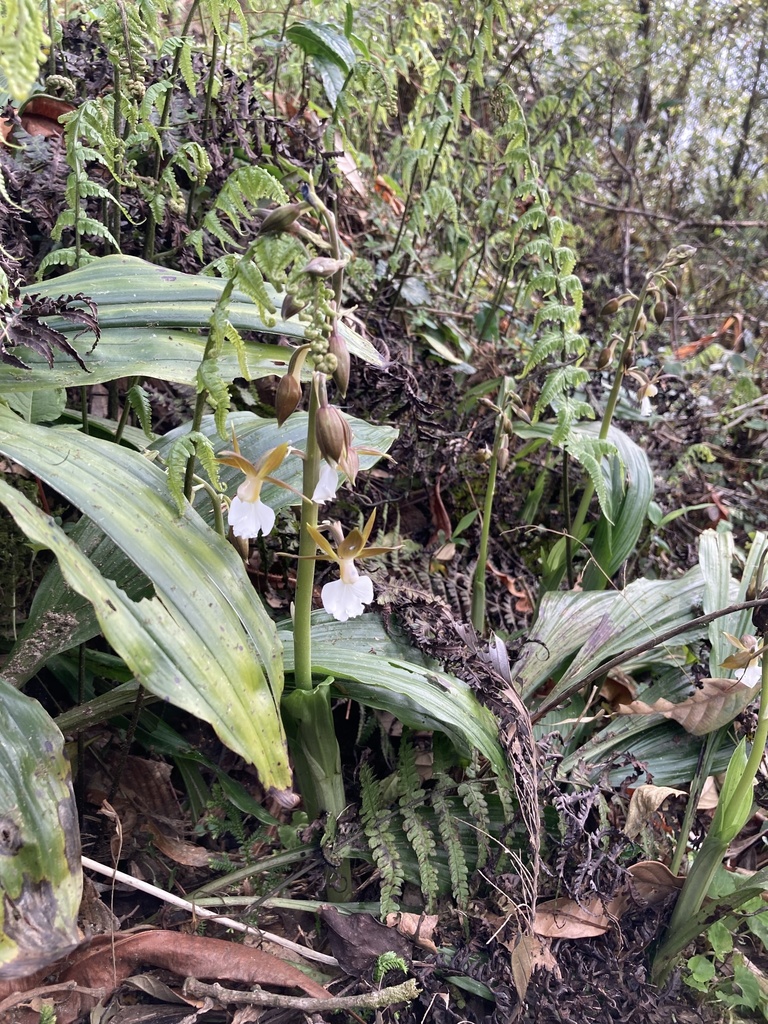 Calanthe yuksomnensis