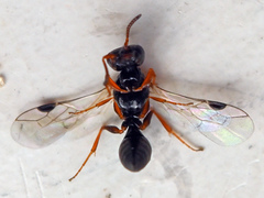 Spilomena