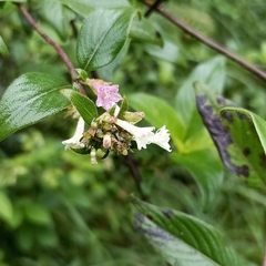 Leptodermis lanceolata