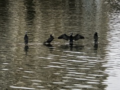 Phalacrocorax carbo