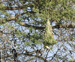 Ploceus velatus