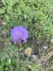 Scabiosa lucida
