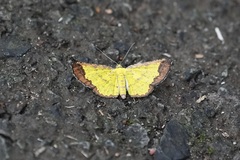 Corymica latimarginata