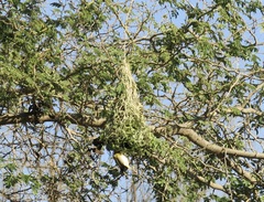 Ploceus velatus
