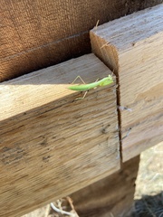 Mantis religiosa