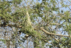 Ploceus velatus