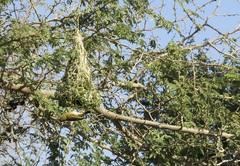 Ploceus velatus