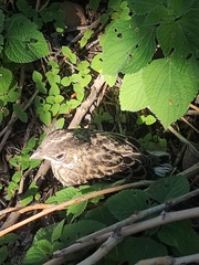 Chondestes grammacus