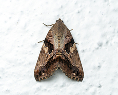 Odontodes pallidifimbria