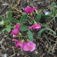 Lathyrus tuberosus