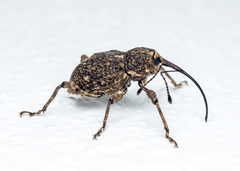 Ectatorhinus wallacei