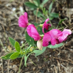Lathyrus tuberosus