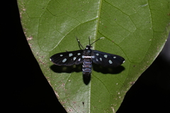 Amata stellaris