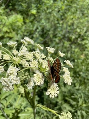 Euphydryas gillettii