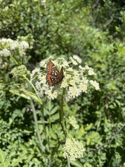 Euphydryas gillettii