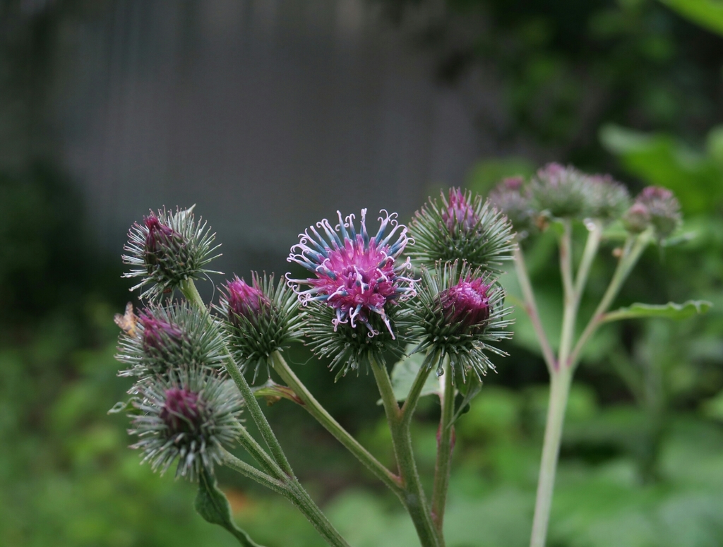 Lesser × Woolly Burdock