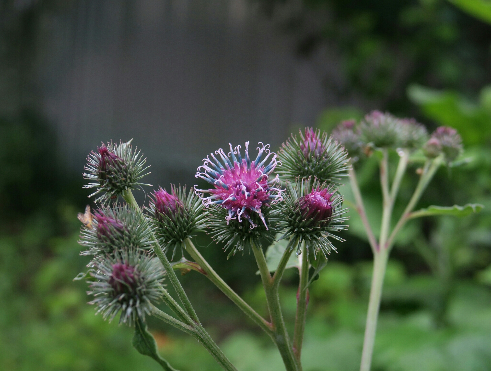 Arctium X mixtum