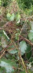 Cuscuta reflexa