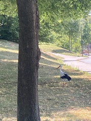 Ciconia ciconia