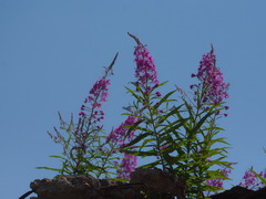 Chamaenerion angustifolium