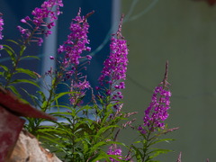 Chamaenerion angustifolium