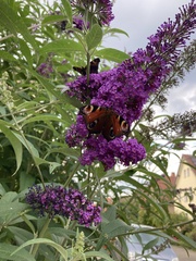 Aglais io