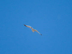 Larus argentatus mongolicus