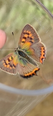 Lycaena phlaeas