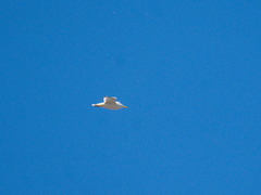Larus argentatus mongolicus