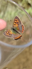 Lycaena phlaeas