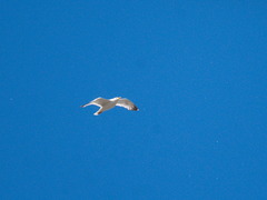 Larus argentatus mongolicus