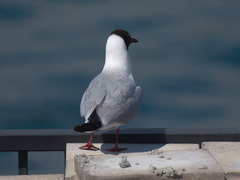 Chroicocephalus ridibundus