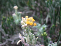 Helichrysum revolutum