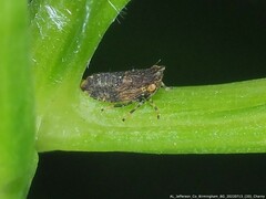Agalliina