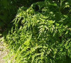 Sphallerocarpus gracilis