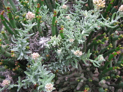 Helichrysum revolutum