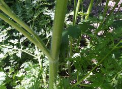 Sphallerocarpus gracilis