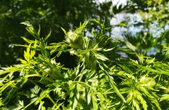 Sphallerocarpus gracilis