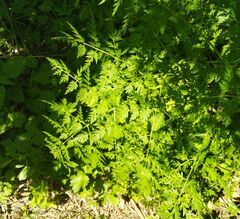 Sphallerocarpus gracilis