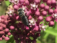 Coelioxys rufitarsis