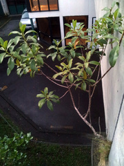 Myoporum aff insulare × laetum