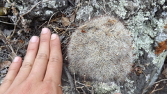 Mammillaria mathildae