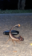 Scorpionidae