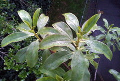 Myoporum aff insulare × laetum